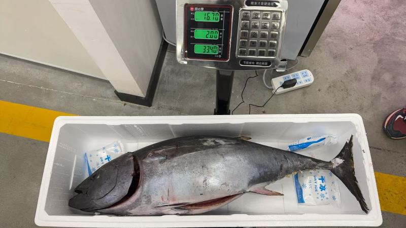南方蓝鳍金枪鱼（去鳃去内脏）肉质鲜嫩口感细腻营养丰富