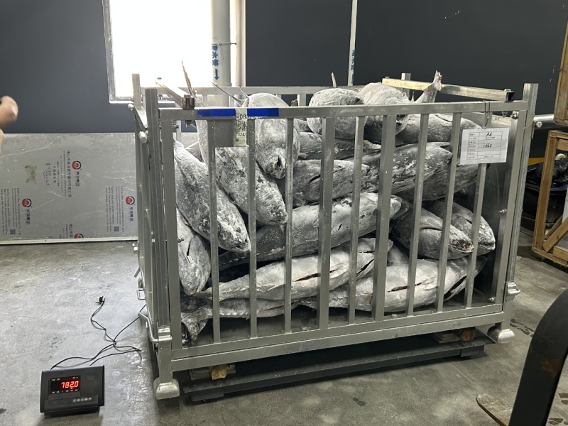 南方蓝鳍金枪鱼（去鳃去内脏）肉质鲜嫩口感细腻营养丰富