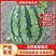 【精品】广东无籽美都西瓜一手货源量大价优可视频看货