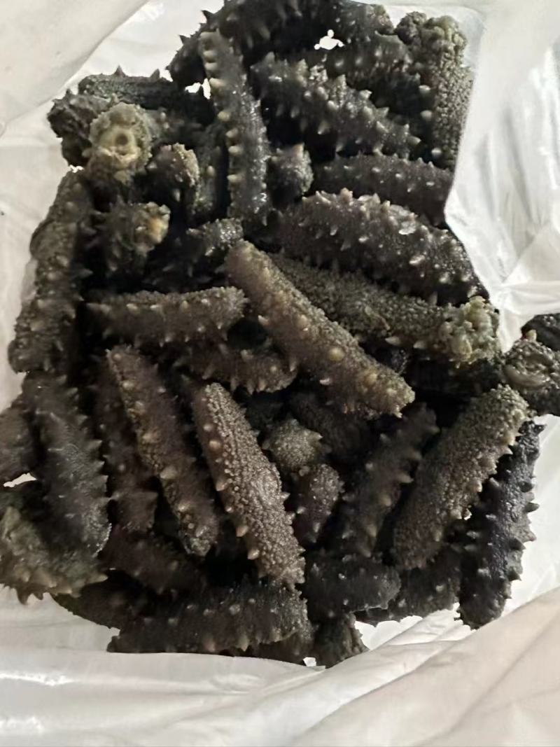 鲜海参批发，拉缸盐，产地直发，品质保证，欢迎来电合作