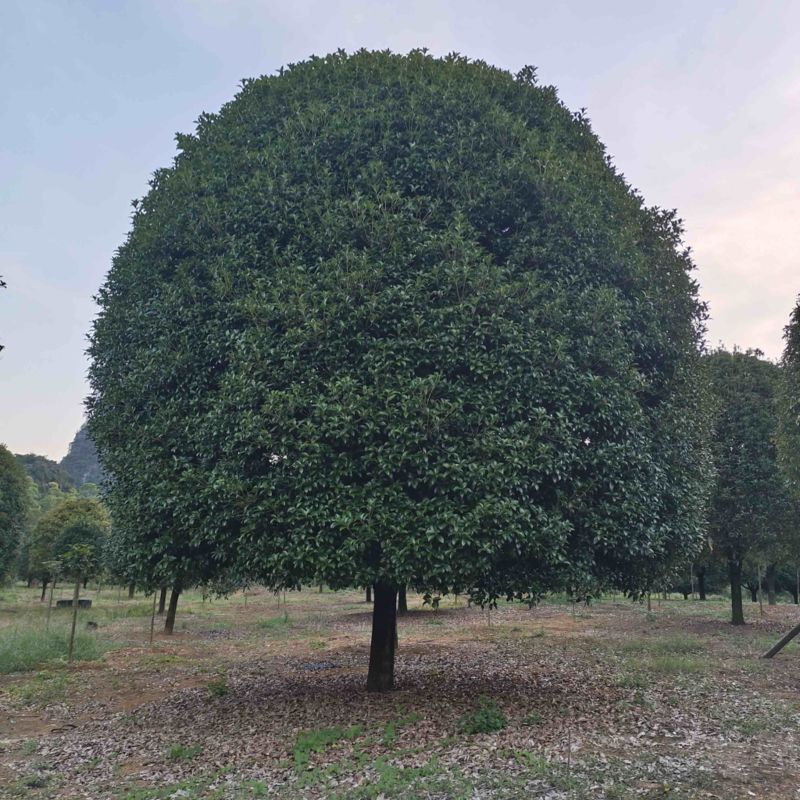 【八月桂】广西精品桂花树苗圃直供质量保证欢迎联系洽谈