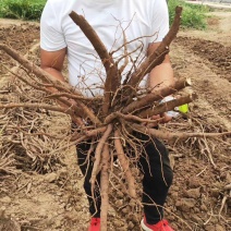 芍药苗，白花赤芍苗，赤芍苗，基地直发，大量出售现要现挖