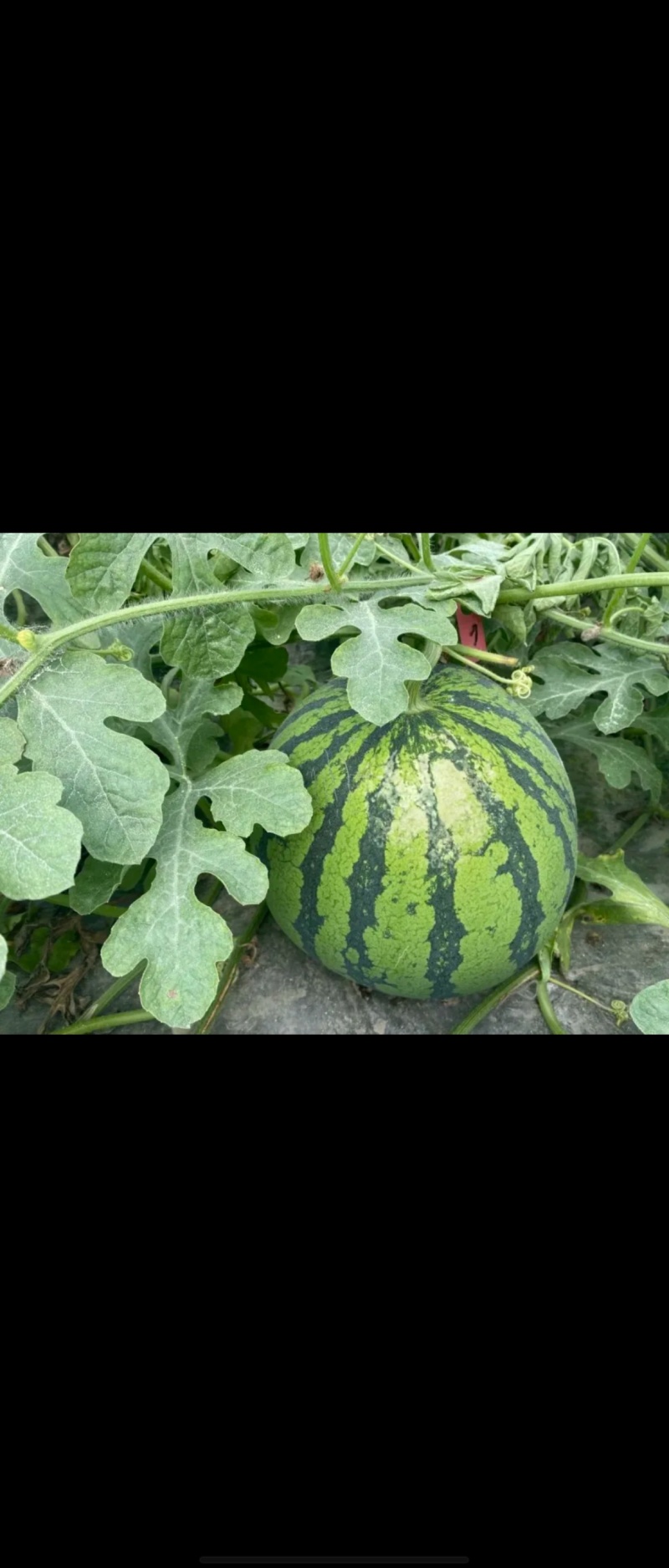 8424西瓜苗麒麟西瓜苗嫁接直杆苗早熟抗病产量高