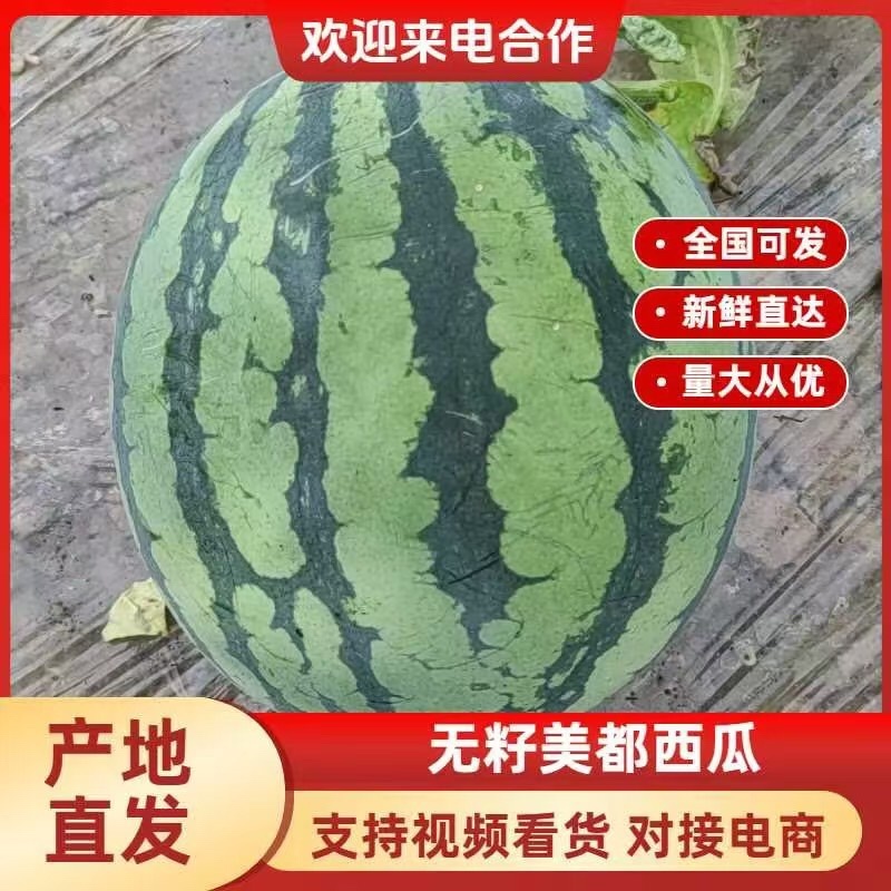 【推荐】精品雷州无籽美都西瓜产地直发品质保障可视频看货