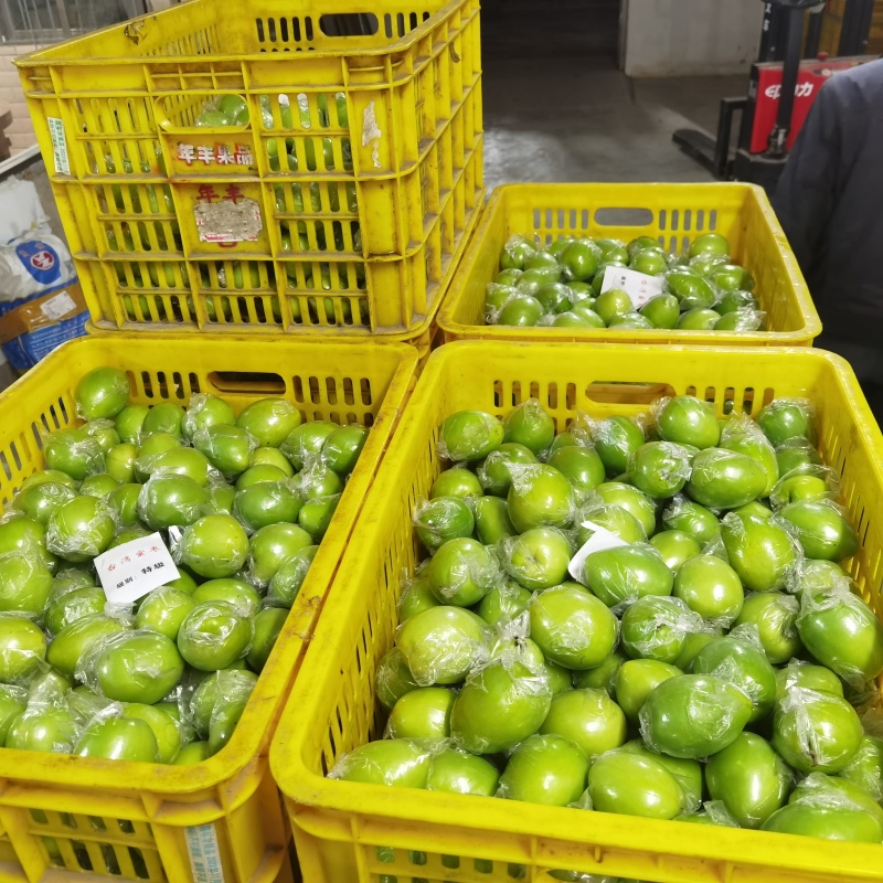 惠州产地大量青枣供应，便宜货靓