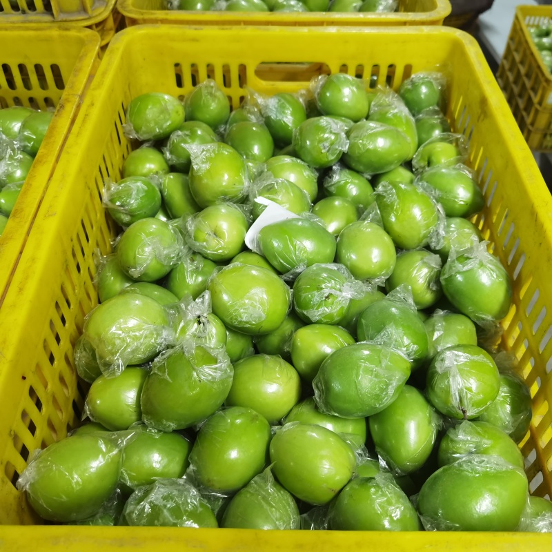 惠州产地大量青枣供应，便宜货靓