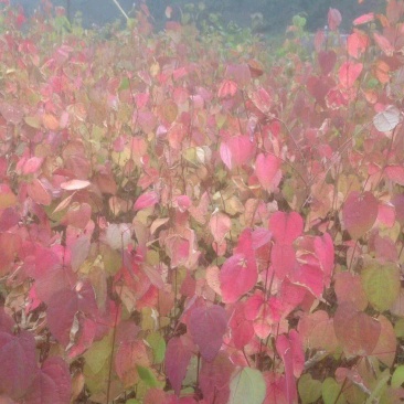 莲香小苗