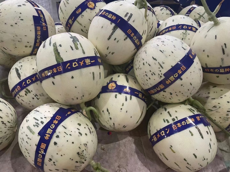 蜜露流星甜瓜莘县万亩甜瓜产区代收代发代加工电商供货