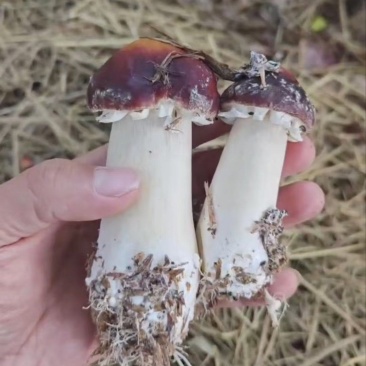 【推荐】广东红松茸一手货源供应市场商超电商量大价优
