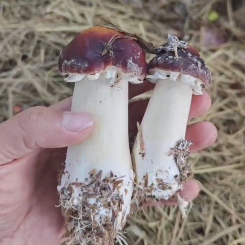 【推荐】广东红松茸一手货源供应市场商超电商量大价优
