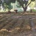【推荐】广东红松茸一手货源供应市场商超电商量大价优