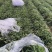 面条菜，草，大叶面条菜，小叶面条菜，野菜