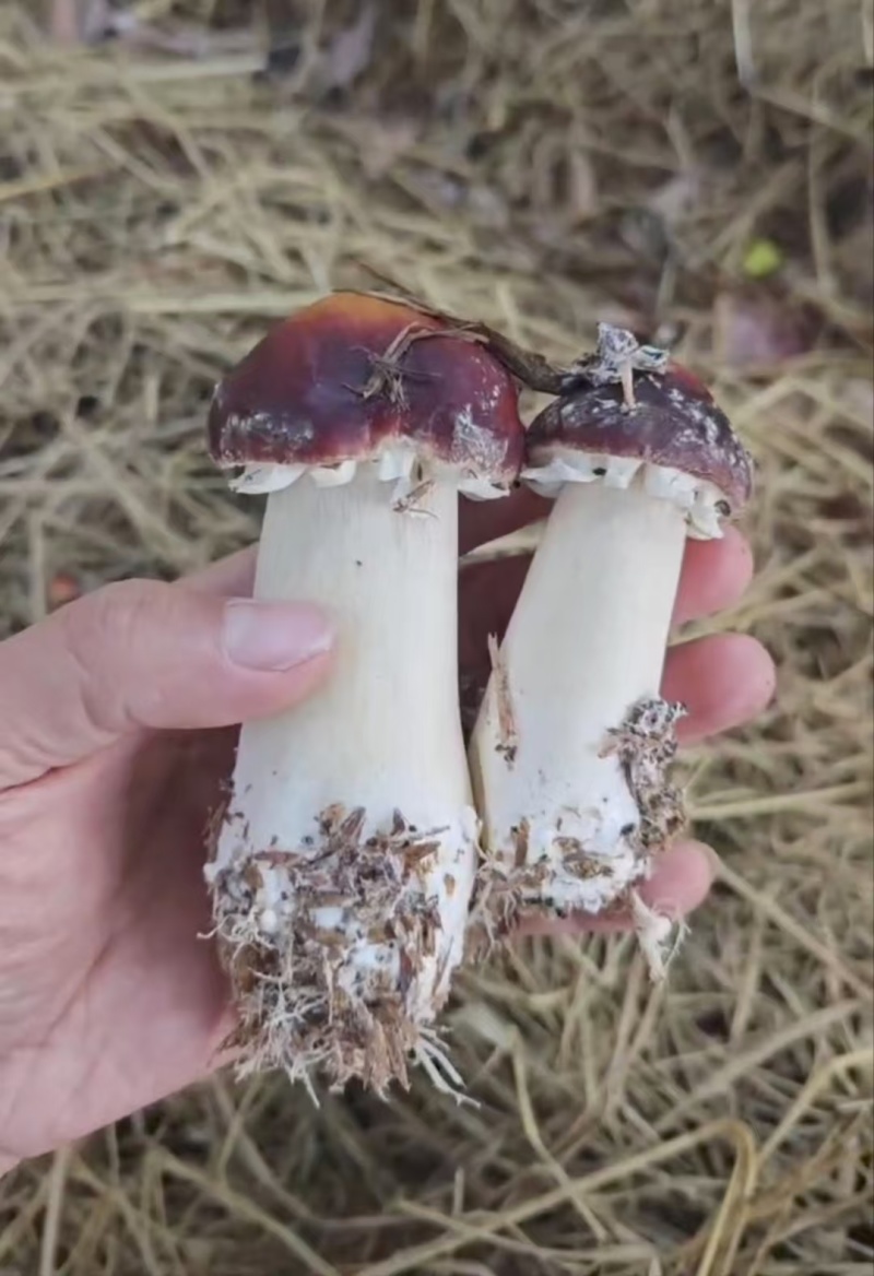 【推荐】广东红松茸一手货源供应市场商超电商量大价优