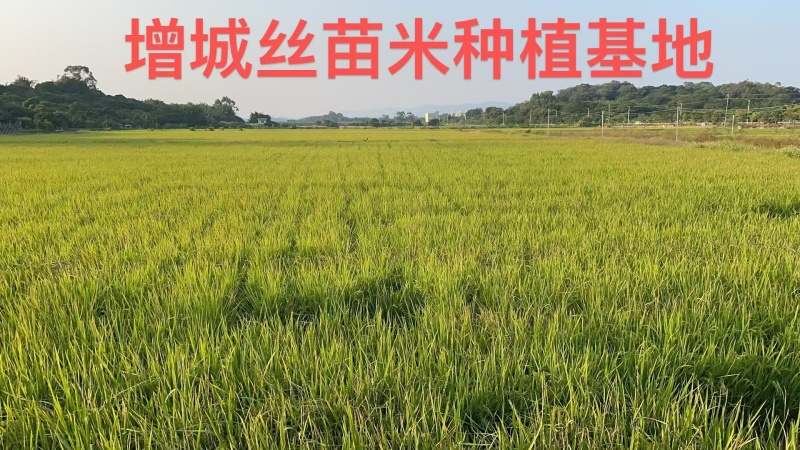 【推荐】广东丝苗米一手货源供应市场商超电商量大价优