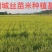 【推荐】广东丝苗米一手货源供应市场商超电商量大价优