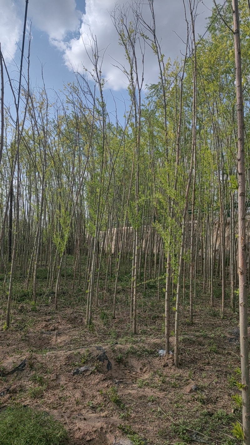 旱柳3公分4公分5公分6公分7公分8公分以上发西藏四川