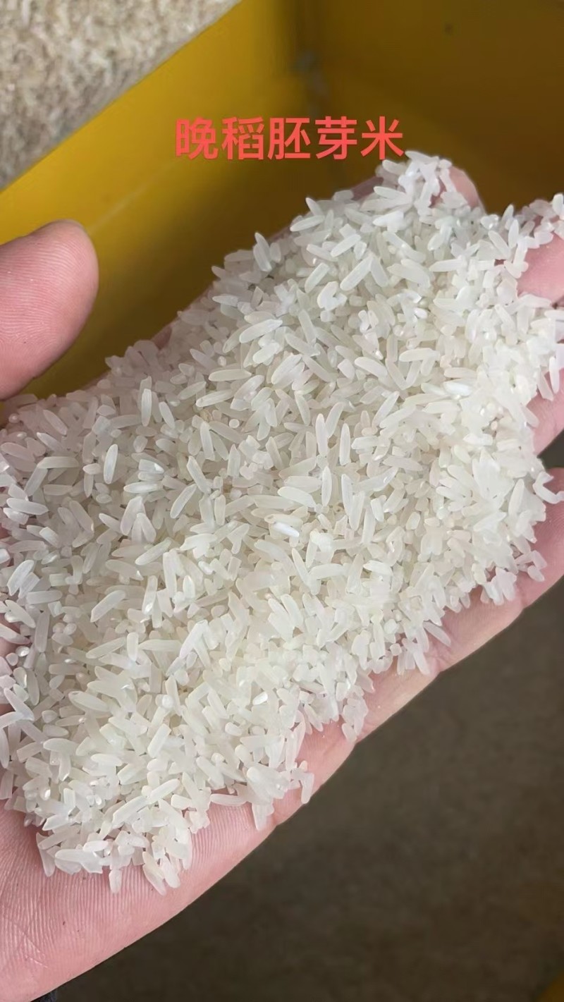 【推荐】广东丝苗米一手货源供应市场商超电商量大价优