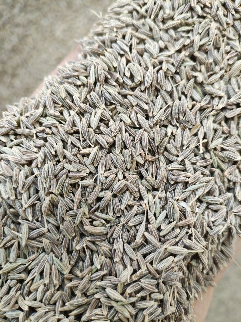 酒泉金塔精品孜然，市场需求大，大量供应，可视频看货