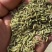 酒泉金塔茴香，诚信商家，品质保证，大量供应