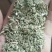 酒泉金塔茴香，诚信商家，品质保证，大量供应