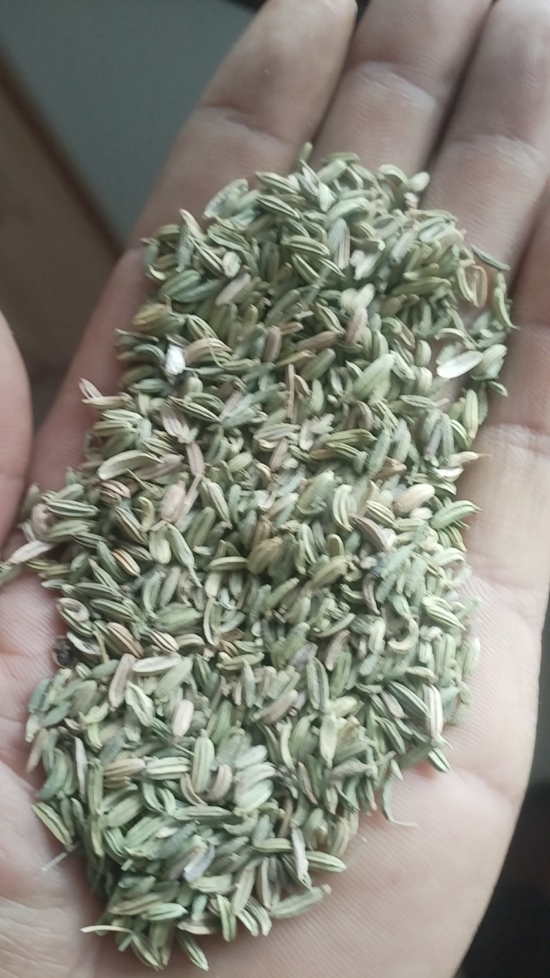 酒泉金塔茴香，诚信商家，品质保证，大量供应