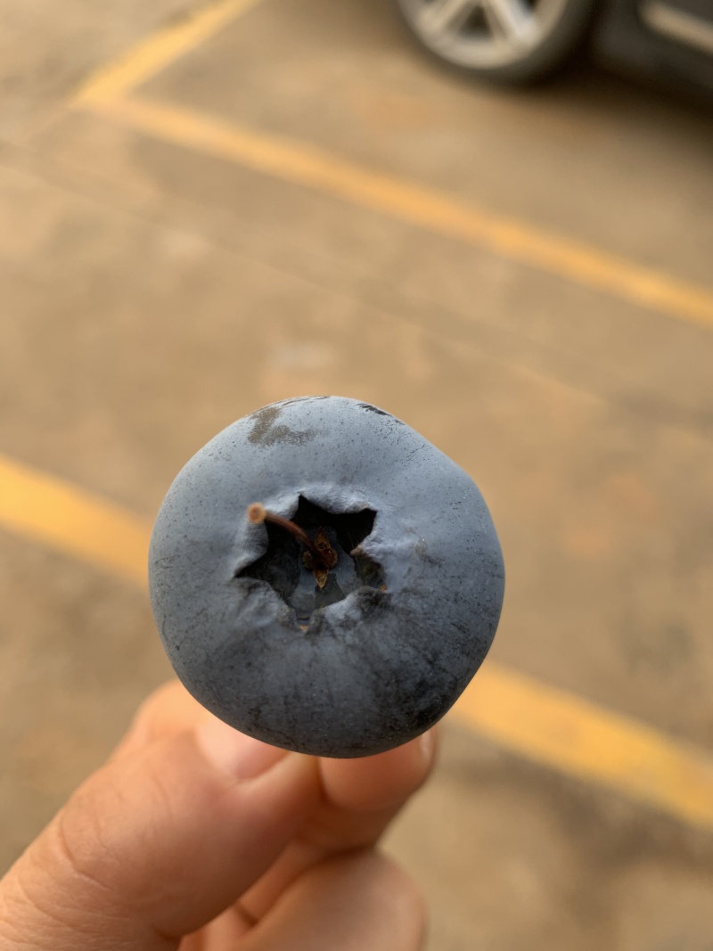 花香蓝莓，整车对接，一件代发，欢迎各位大佬对接