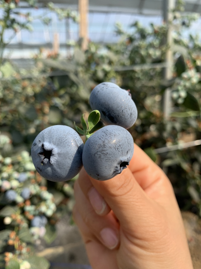 花香蓝莓，整车对接，一件代发，欢迎各位大佬对接