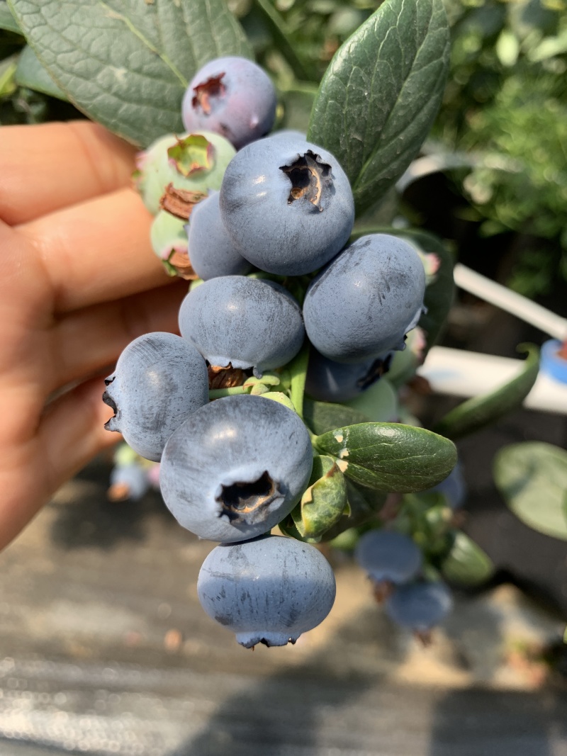 花香蓝莓，整车对接，一件代发，欢迎各位大佬对接