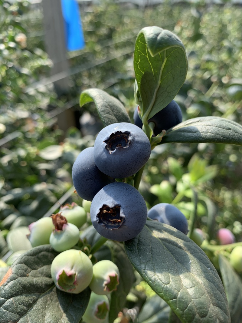 花香蓝莓，整车对接，一件代发，欢迎各位大佬对接