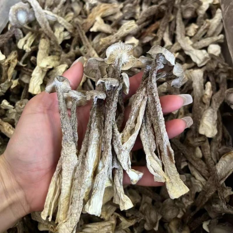 鹿茸菇，产地直达，一手货源，无碎