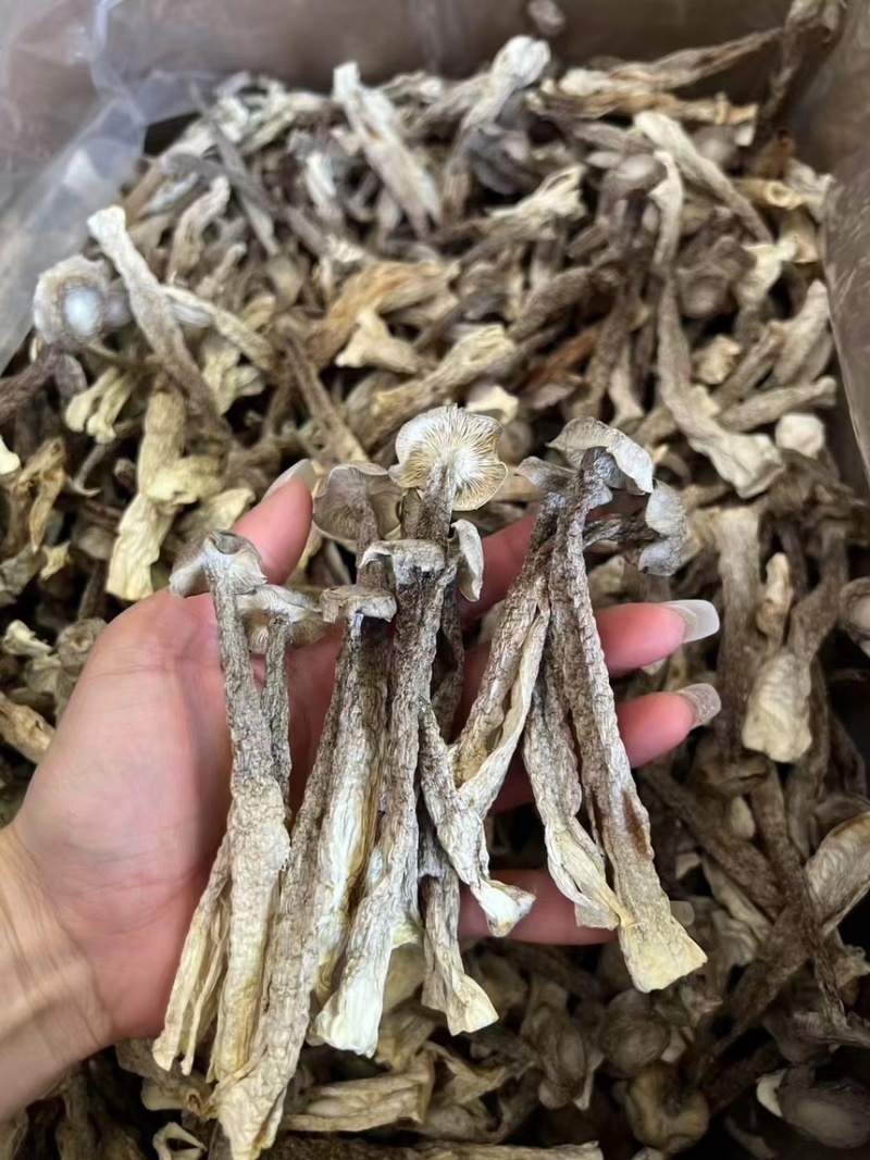 鹿茸菇，产地直达，一手货源，无碎