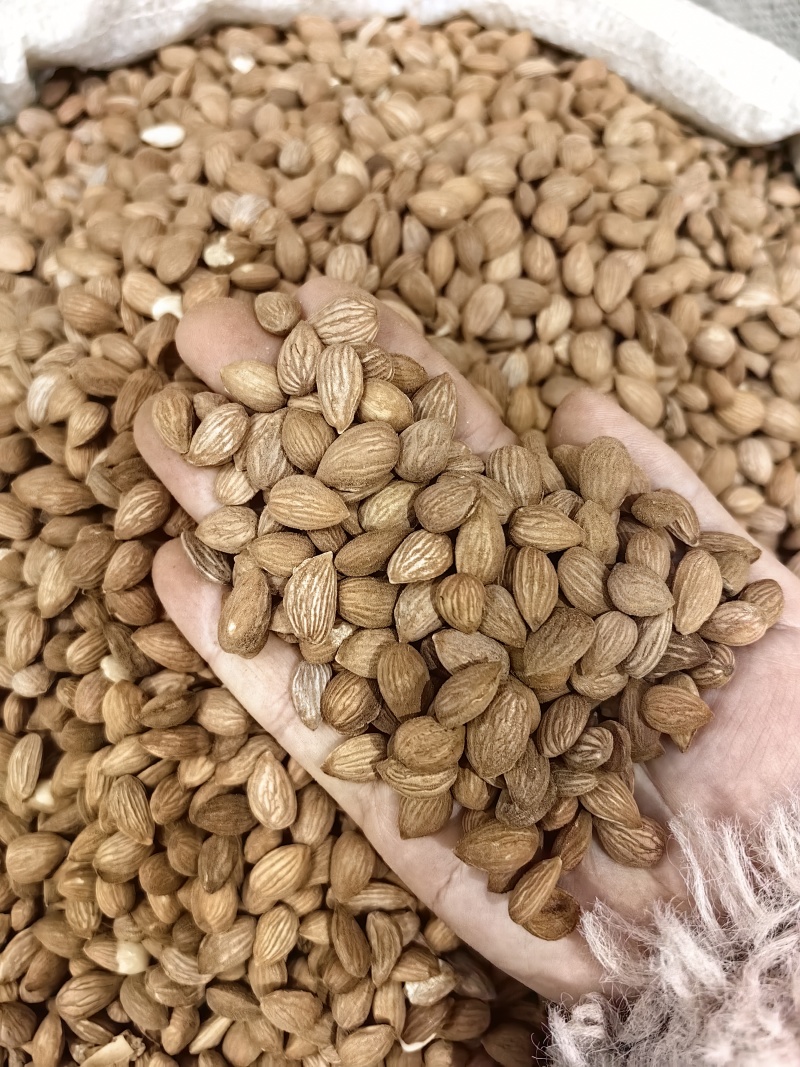 桃仁批发家桃仁山桃仁规格齐全可供实体店量大价优