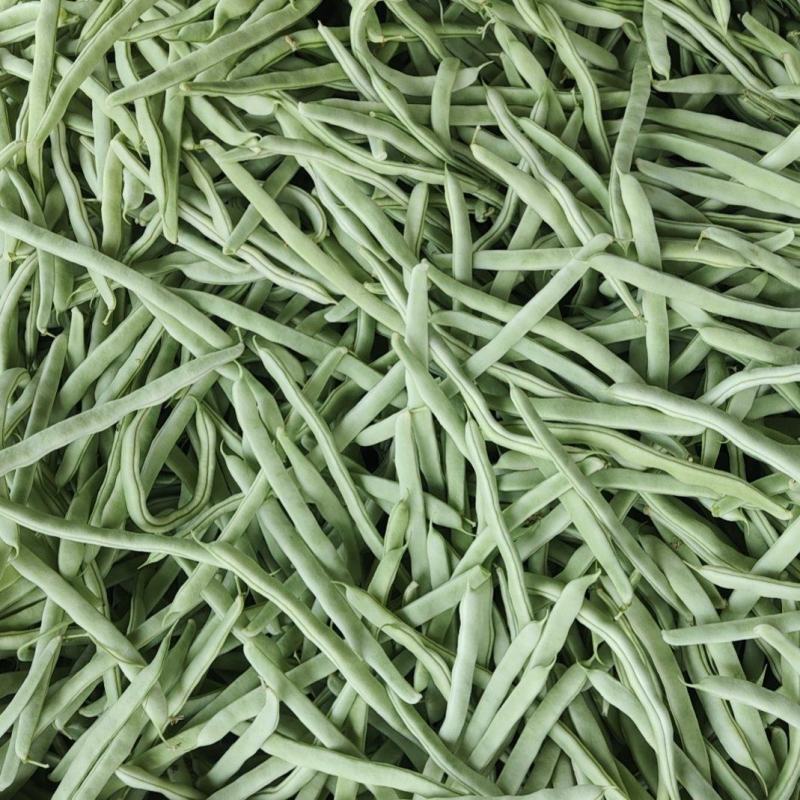 山东菏泽大棚白芸豆大量供应中，欢迎市场，超市，电商，前来