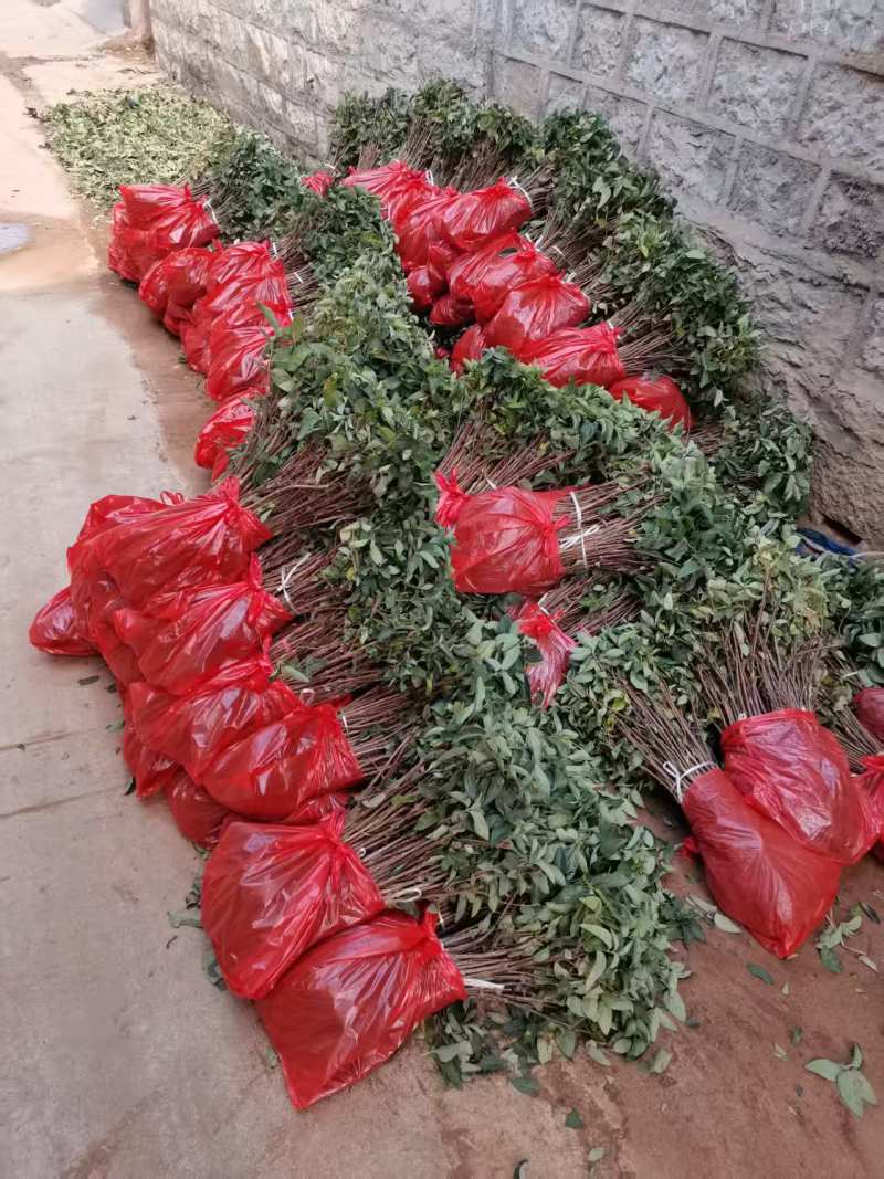 【金银花苗】陕西金银花苗苗场直发提供技术全国发货