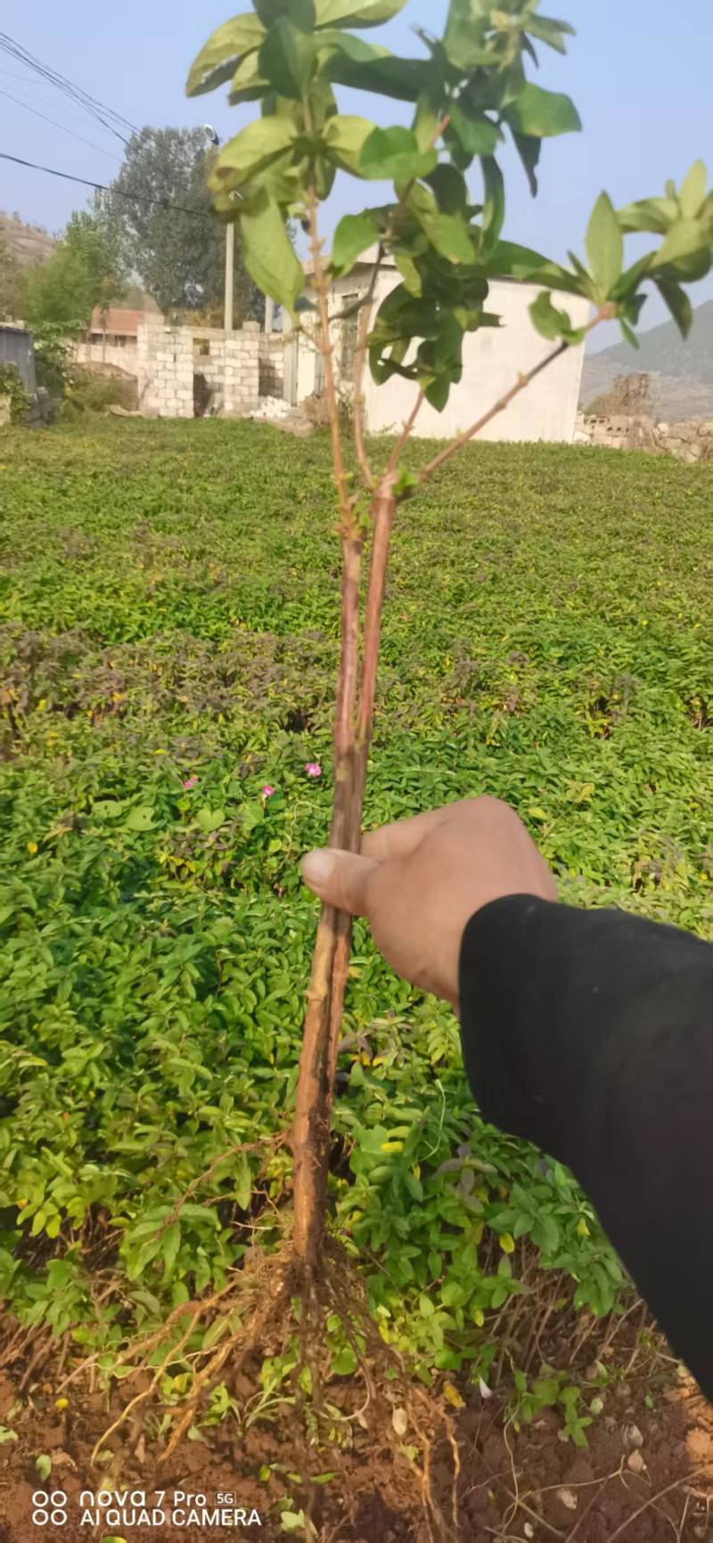 【金银花苗】陕西金银花苗苗场直发提供技术全国发货
