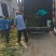 【金银花苗】陕西金银花苗苗场直发提供技术全国发货