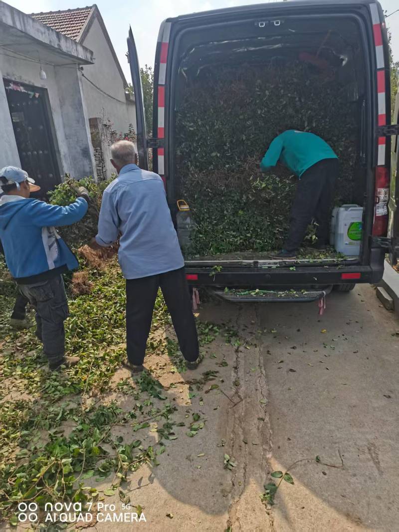 【金银花苗】陕西金银花苗苗场直发提供技术全国发货