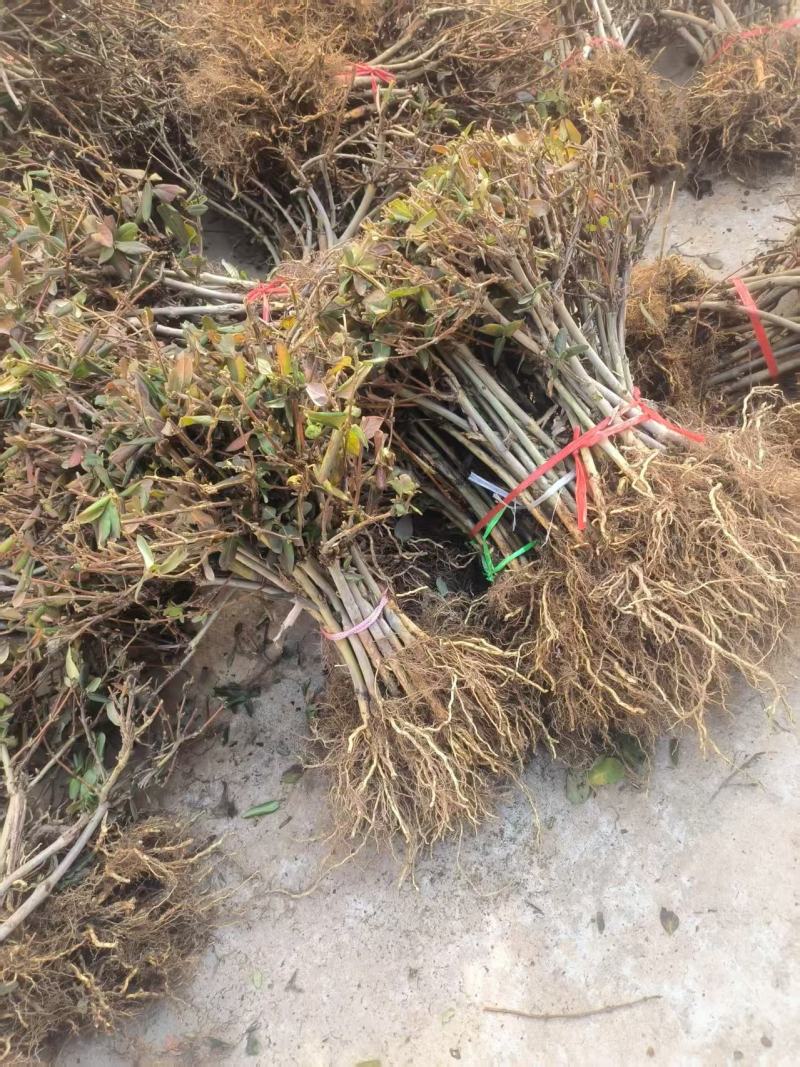 【金银花苗】陕西金银花苗苗场直发提供技术全国发货