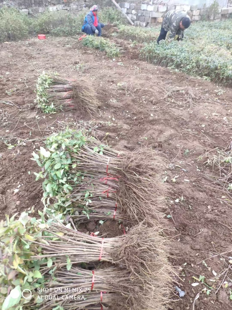 【金银花苗】陕西金银花苗苗场直发提供技术全国发货