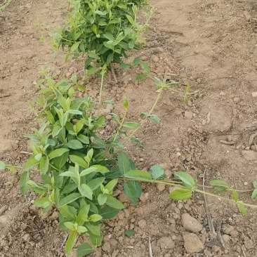 【金银花苗】陕西金银花苗苗场直发提供技术全国发货