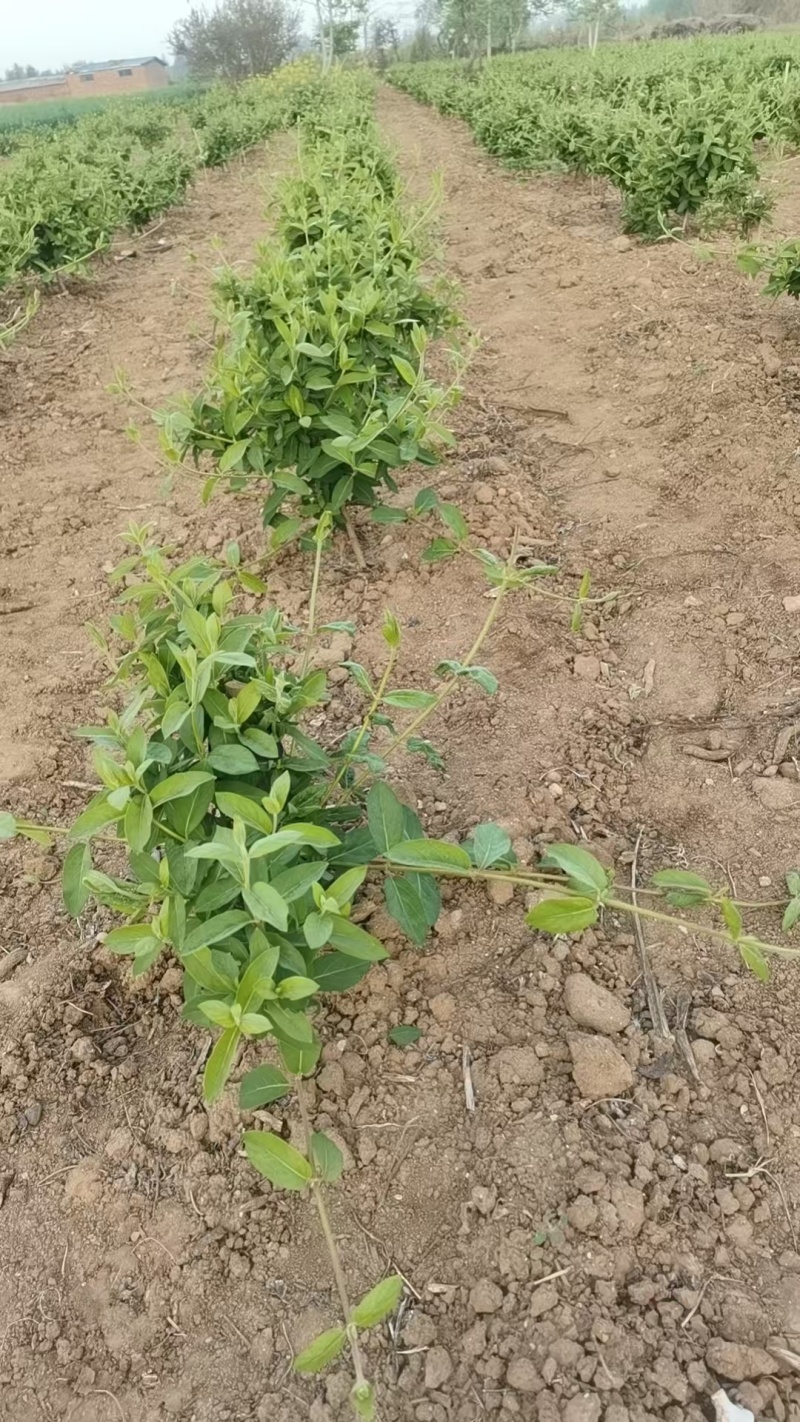 【金银花苗】陕西金银花苗苗场直发提供技术全国发货