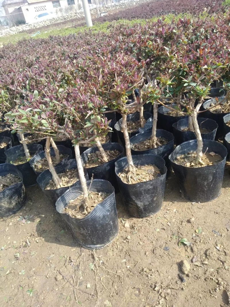 【金银花苗】陕西金银花苗苗场直发提供技术全国发货