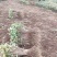 【金银花苗】陕西金银花苗苗场直发提供技术全国发货