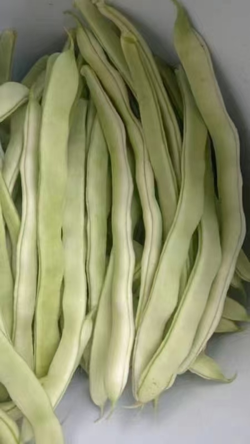 山东菏泽大棚白芸豆大量供应中，欢迎市场，超市，电商，前来