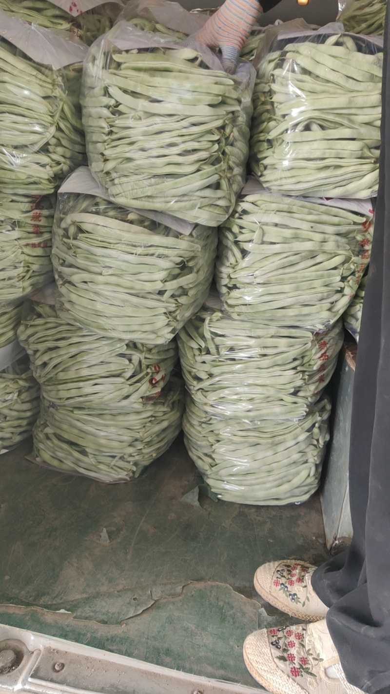 山东菏泽大棚白芸豆大量供应中，欢迎市场，超市，电商，前来