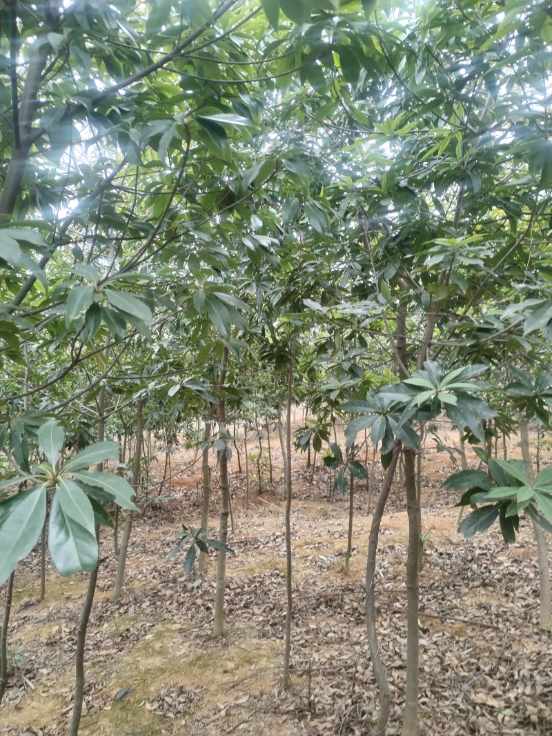 木荷