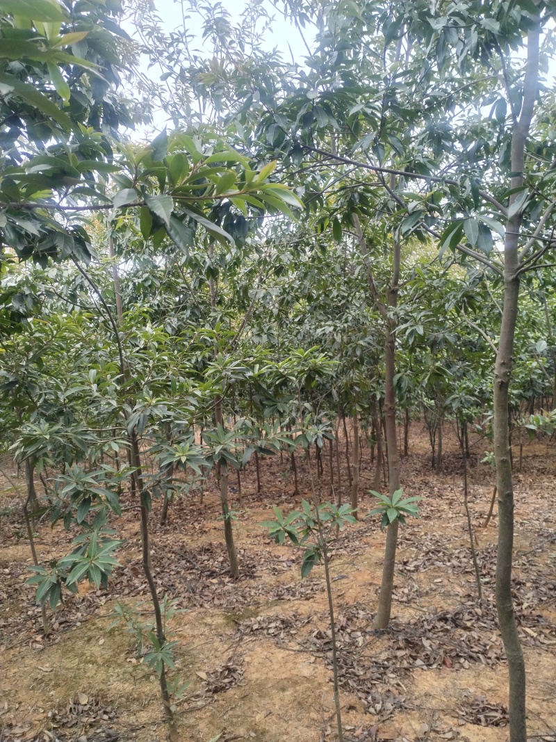 木荷