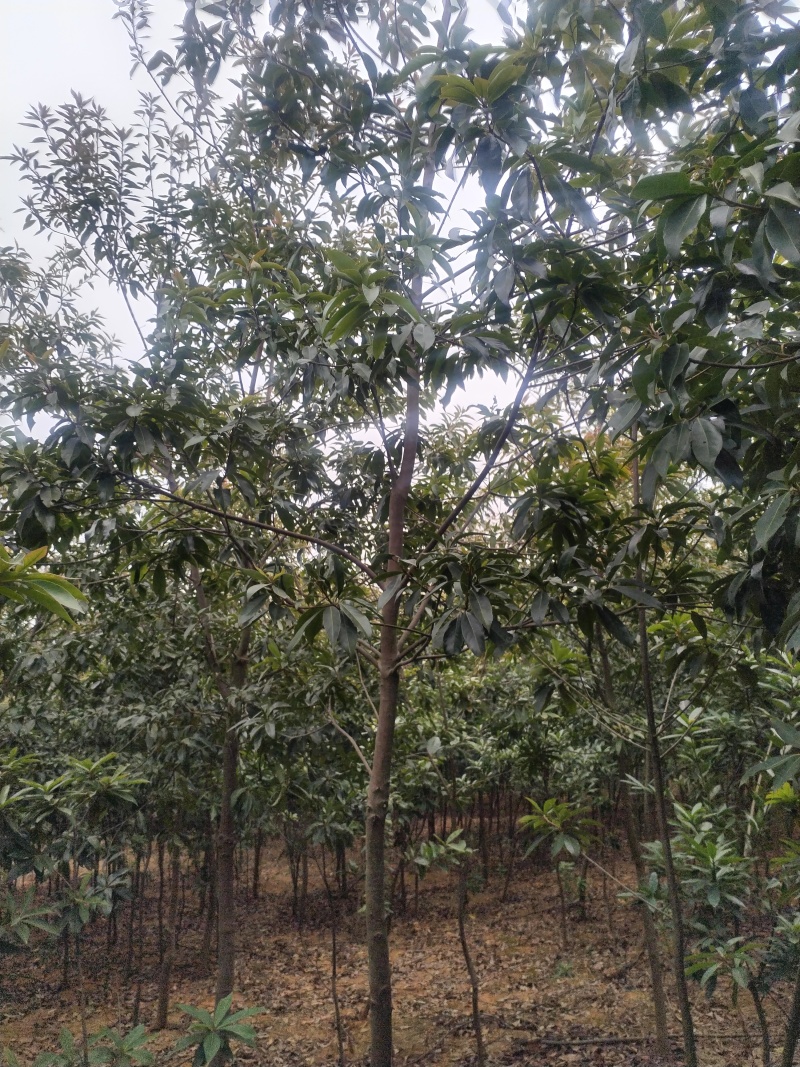 木荷