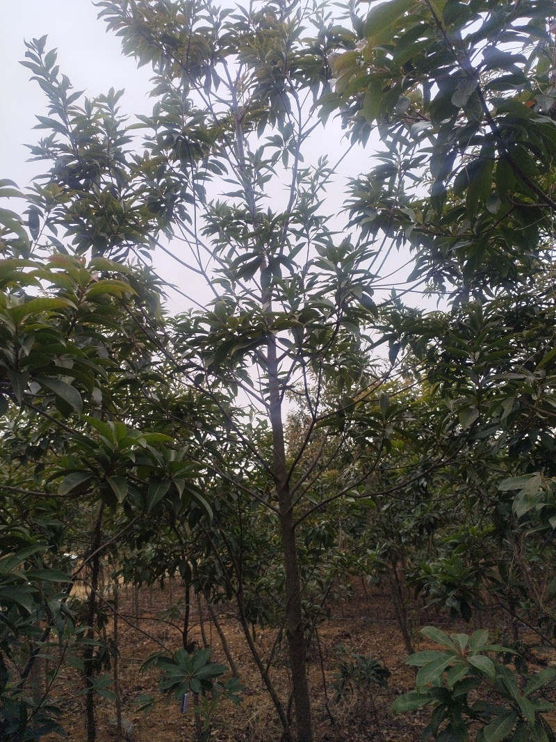 木荷