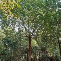 香樟